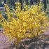 Forsythia x intermedia 'Weber´s Favorite'