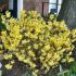 Forsythia x intermedia 'Weber´s Favorite'