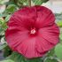 Hibiscus moscheutos ´Honeymonn Deep Red´