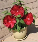 Hibiscus moscheutos ´Honeymonn Deep Red´