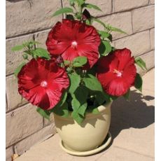 Hibiscus moscheutos ´Honeymonn Deep Red´