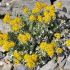 Senecio bicolor ´Silverdust´