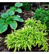 Hosta ´Kabitan´