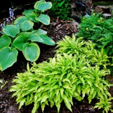 Hosta ´Kabitan´