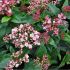 Viburnum tinus 'Eve Price'