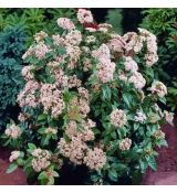 Viburnum tinus 'Eve Price'