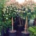 Viburnum tinus 'Eve Price' na kmienku