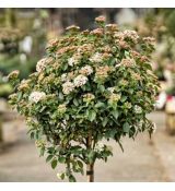 Viburnum tinus 'Eve Price' na kmienku