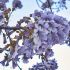 Paulownia tomentosa ´Astone´