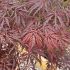 Acer palmatum diss.´Inaba-Shidare´ na kmienku