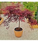 Acer palmatum diss.´Inaba-Shidare´ na kmienku