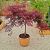 Acer palmatum diss.´Inaba-Shidare´ na kmienku