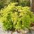 Acer palmatum diss.´Viridis´ fontana