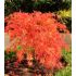 Acer palmatum diss.´Viridis´ fontana