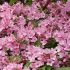 Weigela florida ´Rosea´