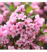 Weigela florida ´Rosea´