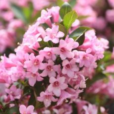 Weigela florida ´Rosea´