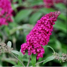 Buddleia davidii ´Royal Red´