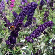 Buddleia davidii ´Black Knight´