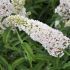 Buddleia davidii ´White Profusion´