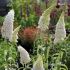 Buddleia davidii ´White Profusion´