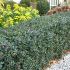 Ilex meserveae ´Blue Angel´