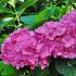 Hydrangea macrophylla ´Bouquet Rose´