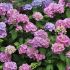 Hydrangea macrophylla ´Bouquet Rose´