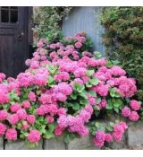 Hydrangea macrophylla ´Bouquet Rose´