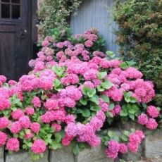 Hydrangea macrophylla ´Bouquet Rose´