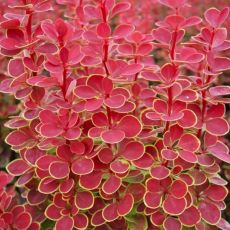 Berberis thunbergii ´Orange Sunrise ®´