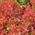 Berberis thunbergii ´Orange Sunrise ®´