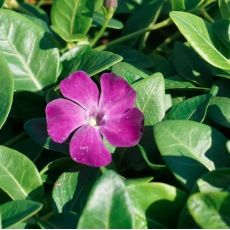 Vinca minor ´Atropurpurea´