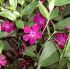 Vinca minor ´Atropurpurea´