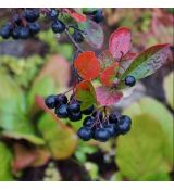 Aronia melanocarpa ´Hugin´