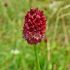 Sanguisorba officinalis