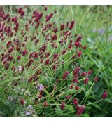 Sanguisorba officinalis