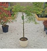 Acer palmatum dissectum ´Emerald Lace´ na kmienku