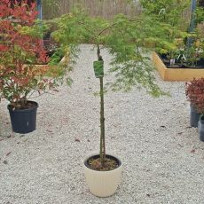 Acer palmatum dissectum ´Emerald Lace´ na kmienku