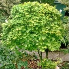 Acer palmatum ´Going Green´