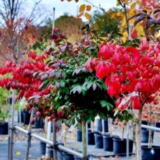 Euonymus alatus ´Compactus´ na kmienku