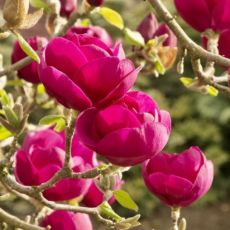 Magnolia soulangeana´Black Tulip´