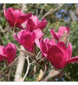 Magnolia ´Vulcan´