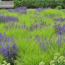 Sesleria autumnalis