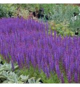 Salvia nemorosa ´Ostfriesland´