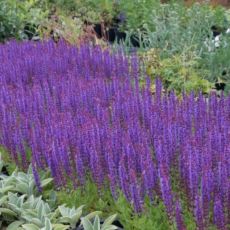 Salvia nemorosa ´Ostfriesland´