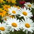 Leucanthemum ´Becky´