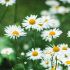 Leucanthemum ´Becky´