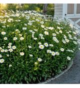 Leucanthemum ´Becky´