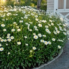 Leucanthemum ´Becky´